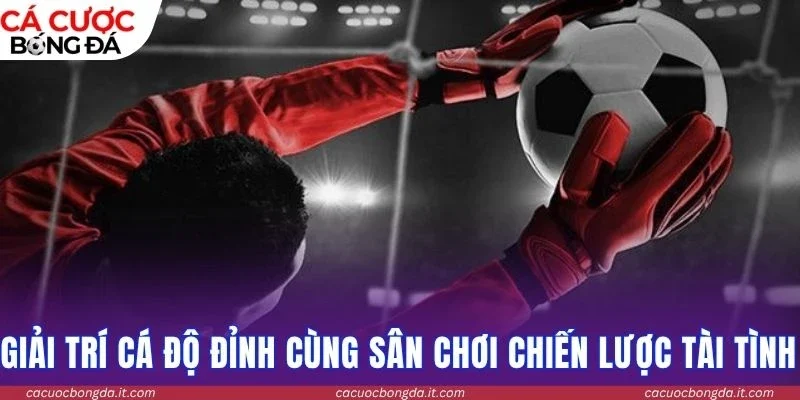 Giải trí cá độ đỉnh cùng sân chơi chiến lược tài tình